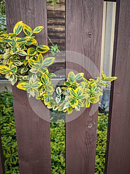 Green emerald gaiety fortunei plant and brown wooden fence photo