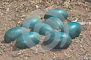 Green emu eggs