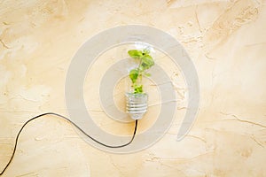 Green energy eco concept with grass in bulb, top view