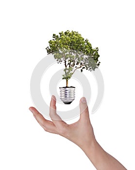 Green energy symbol : Light bulb with tree