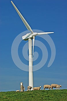 Green energy windmill sheep