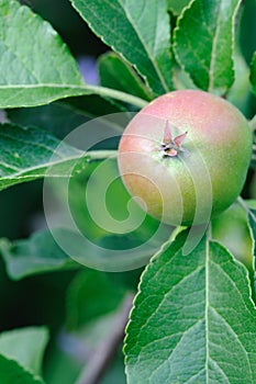 Green English apple, with red blush, ripening