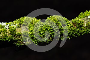 Green enlighted moss on tree branch on black background