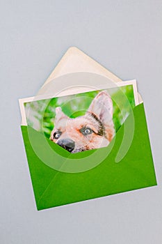 Green envelope with a printed photo of a German Shepherd dog