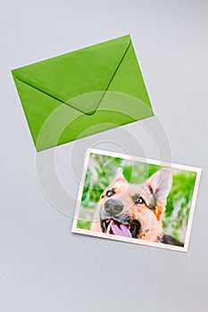 Green envelope with a printed photo of a German Shepherd dog