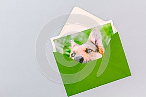 Green envelope with a printed photograph of a German Shepherd dog