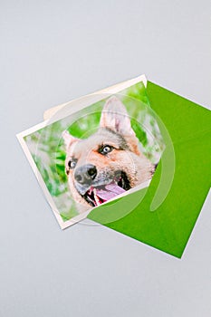 Green envelope with a printed photograph of a German Shepherd dog