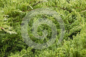 A green enviorment filled with pine trees