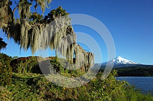 Green environment Nature of Chile, Pucon. Spanish moss hanging from tree, Snowy cone of Villarrica volcano