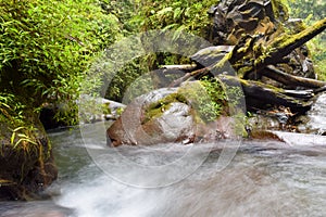 Green environment and refreshing river flow from Tiu Kelep waterfall, Lombok, Indonesia.