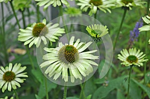 Green Envy Echinacea