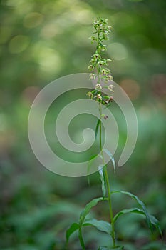 Green Epipactis orchid with a green background in a forest in the Czech Republic photo