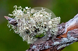Green epiphytic lichen on a branch of a tropical plant, Florida USA