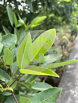 green Erythrina variegate leaves in the garden