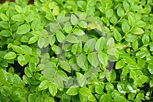 Green escapes of bilberry ordinary (Vaccinium myrtillus L.), background