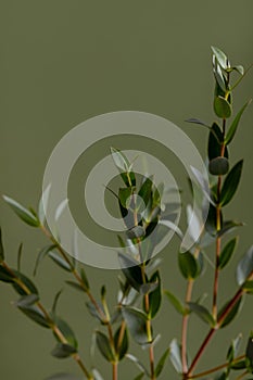 Green eucalyptus branches on dark background close up macro