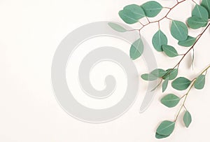 Green eucalyptus branches herbs, leaves,  plants frame border on pastel color  background top view
