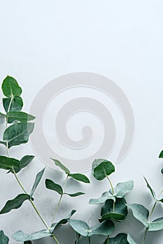 Green eucalyptus branches on marble stone desk table. Frame made of eucalyptus leaves. Wedding invitation design