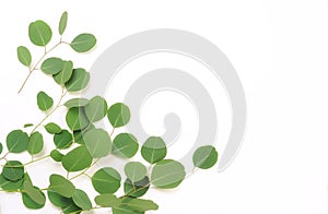 Green eucalyptus branches on a white background.abstract.