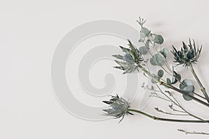 Green Eucalyptus leaves, branches. Blue limonium and Eryngium thistle, sea holly plants isolated on white table