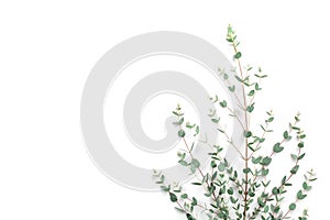 Green eucalyptus leaves on white background. Top view and flat lay style.