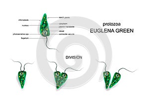 Green euglena. protozoa