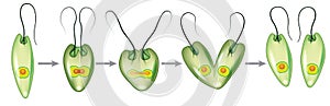 Green Euglena reproductive