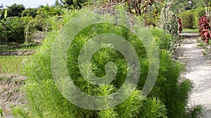 Green Eupatorium Capillifolium or dog fennel. Often grown as an ornamental plant as well as a medicinal plant. leaves are used as