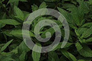 Green Eupatorium Fortunei plant photographed in the dark