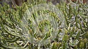 Green euphorbia canariensis, also known as candelabra cactus, thriving under the bright sunlight in the cactus garden of lanzarote photo