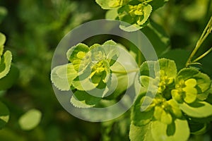 Green Euphorbia helioscopia. Wild flowers.