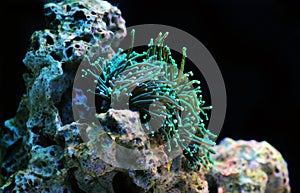 Green Euphyllia Glabrescensis a genus of large-polyped stony coral