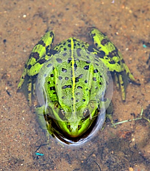 Green European frog