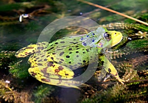 Green European frog