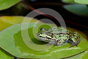 Green european frog on water lily leaf