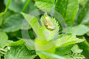 A green european tree frog hyla arborea hylidae sits on the green leaves of a bush with its back to the viewer