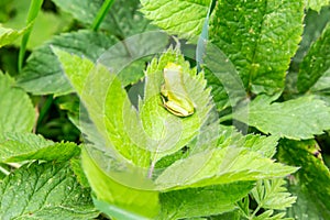 A green european tree frog hyla arborea hylidae sits on the green leaves of a bush with its back to the viewer