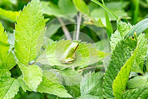 A green european tree frog hyla arborea hylidae sits on the green leaves of a bush with its back to the viewer photo