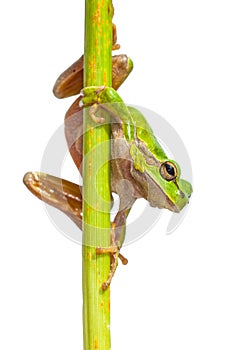 Green European Tree frog looking down