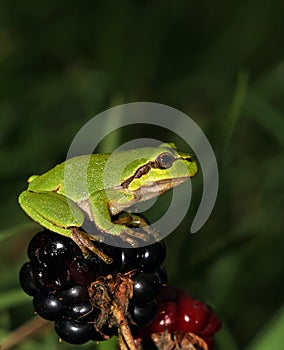 Green European treefrog sitting on Blackberry