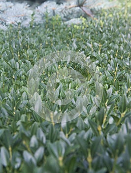 Green even tonsured bush in park