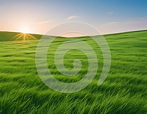 Green evening sunset meadow with sky backdrop, sustainability and space background