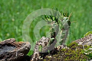 Green Eves Needle cactus closeup in HuascarÃ¡n National Park