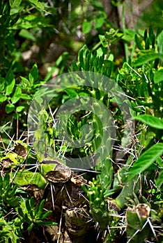 Green Eves Needle cactus green background in HuascarÃ¡n National Park