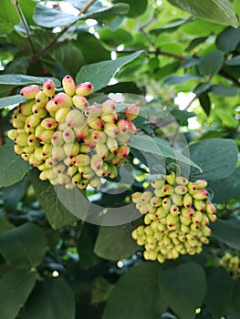 Green exotic berries on a beautiful shrub