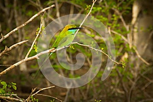 Green exotic bird