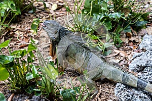 Green exotic iguana among green foliage, wild reptilian, tropical animal.