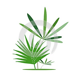 Green exotic leaves, banana leaf. Vector illustration.