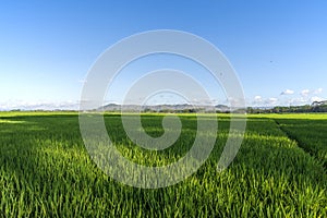 Green expanse of Indonesian rice fields