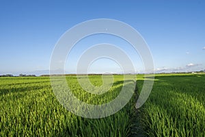 Green expanse of Indonesian rice fields